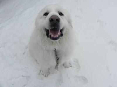 Great Pyrenees Rescue Ivan