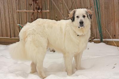 Great Pyr Rescue - Jasper