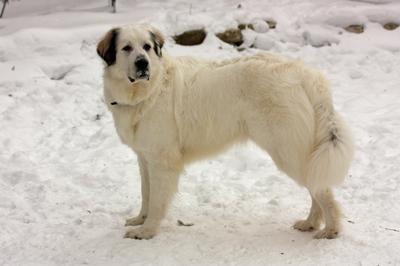 Great Pyr Rescue - Jasper