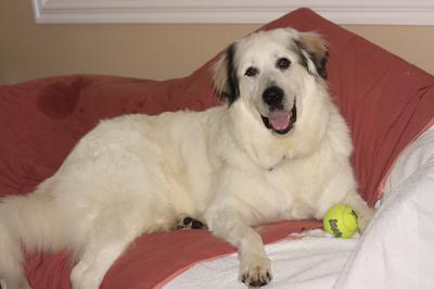 Great Pyr Rescue - Jasper