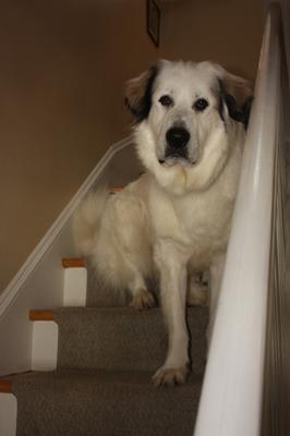 Great Pyr Rescue - Jasper