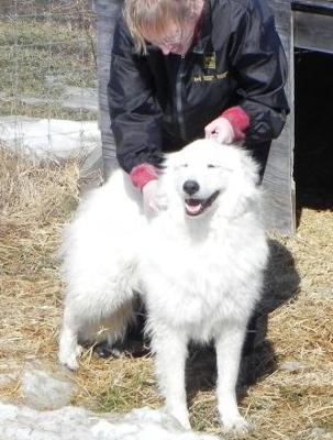 Great Pyrenees Rescue Ladybelle