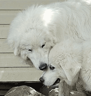 Great Pyrenees Rescue Ladybelle