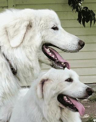 Great Pyrenees Rescue Ladybelle