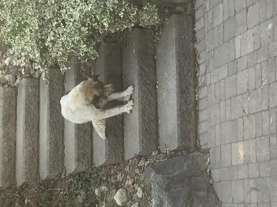 sleeping on stairs