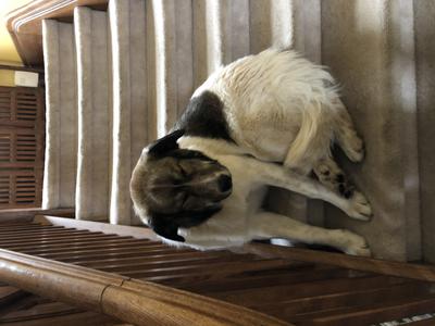 sleeping on the stairs