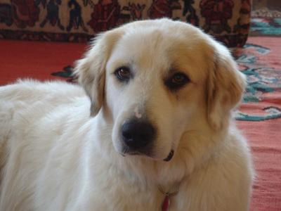 Great Pyr Rescue - Lily
