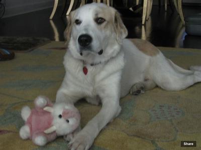 Great Pyr Rescue - Lily