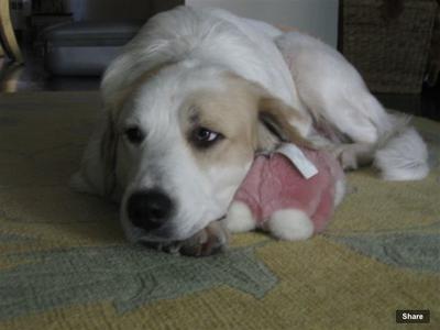 Great Pyr Rescue - Lily