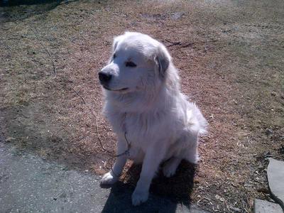 Great Pyr Rescue - Louie