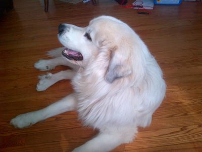 Great Pyr Rescue - Louie