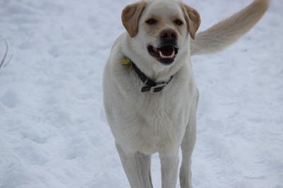 Great Pyr Rescue - Luke