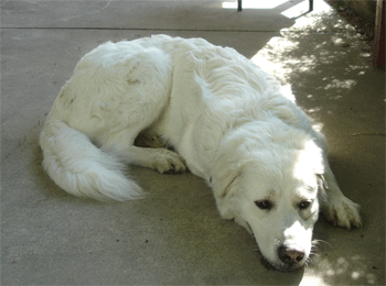 Great Pyrenees Rescue Maisie