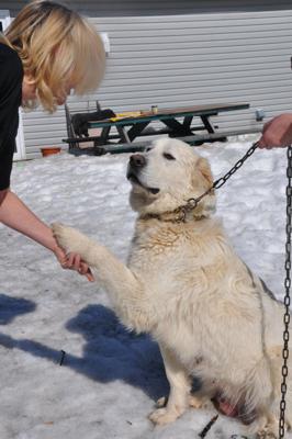 See, she's paw friendly (while holding on to the chain, really! 