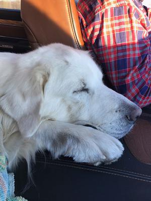Max in transport to his new home.