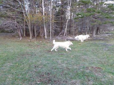 Max at his new home with working pal.