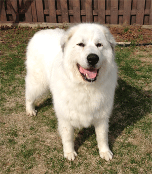 Great Pyrenees Rescue Maya