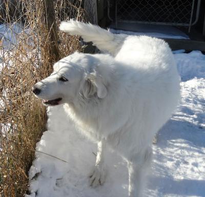 Great Pyr Rescue - Misti Yoda