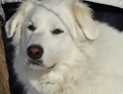 Great Pyr Rescue - Misti Yoda