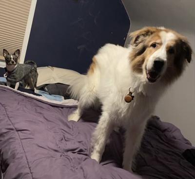 Shenanigans on dad’s bed with Roxy!