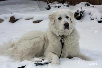 Great Pyr Rescue - Ramona