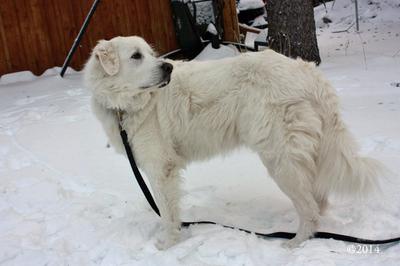 Great Pyr Rescue - Ramona