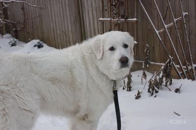 Great Pyr Rescue - Ramona