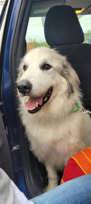 On his way to his foster's.