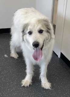 In need of grooming on intake at the shelter.