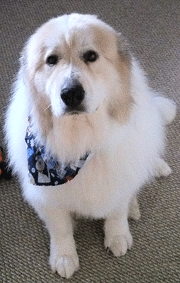 Great Pyrenees Rescue Ryu