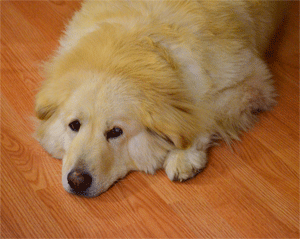 Great Pyr Rescue Samantha