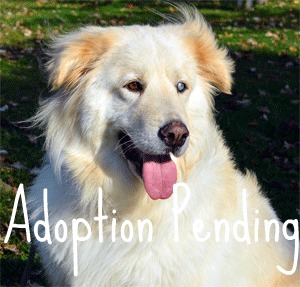 Great Pyr Rescue Samantha