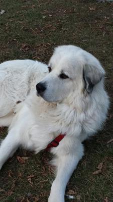 Great Pyrenees Rescue Sarge