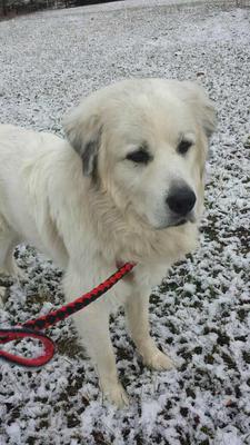 Great Pyrenees Rescue Sarge