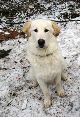 Great Pyr Rescue - Seamus