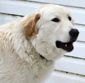 Great Pyr Rescue - Seamus