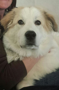 Great Pyr Rescue - Ser Barristan 'Selmy'