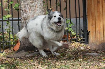 Great Pyr Rescue - Shaman