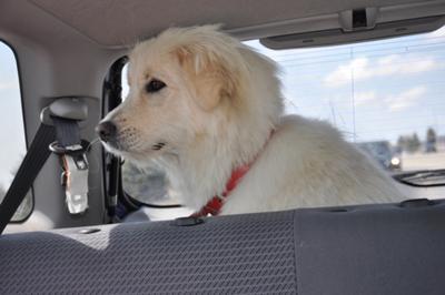 Great Pyrenees Rescue Sophie