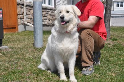 Great Pyrenees Rescue Sophie