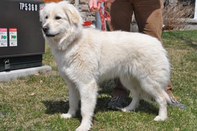 Great Pyrenees Rescue Sophie