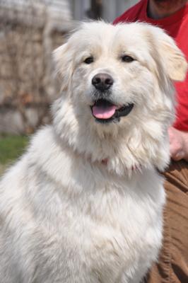 Great Pyrenees Rescue Sophie