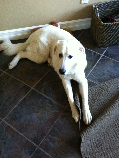 Great Pyrenees Rescue Lexi