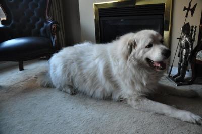 Great Pyr Rescue Buddy