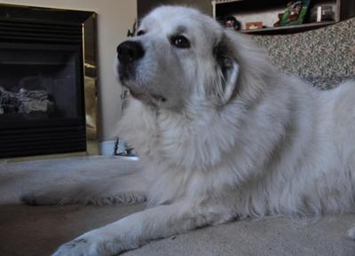 Beautiful Great Pyr Buddy