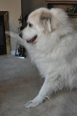 Great Pyr Rescue Buddy give a paw