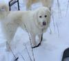 Great Pyr Rescue - Barron