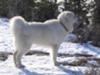 Great Pyrenees Rescue Bear