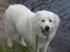 Great Pyrenees Rescue Bear