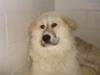 Great Pyrenees Rescue Bobby